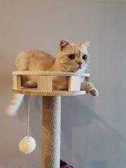 Qiqi - Scottish Fold Cat