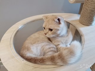 Qiqi - Scottish Fold Cat