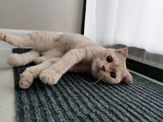 Qiqi - Scottish Fold Cat