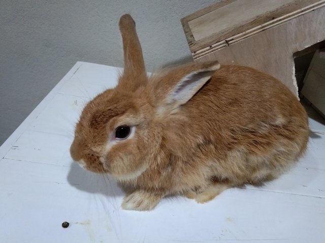 Donat  - American Rabbit