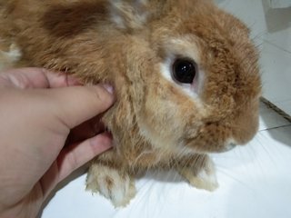 Donat  - American Rabbit