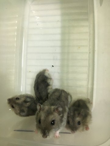 Grey  - Short Dwarf Hamster Hamster