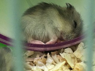 Grey  - Short Dwarf Hamster Hamster