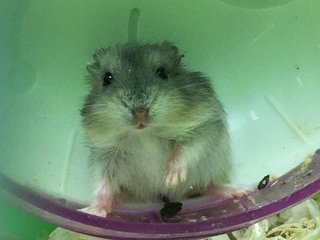 Grey  - Short Dwarf Hamster Hamster