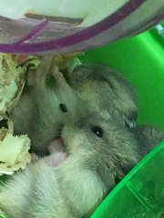 Grey  - Short Dwarf Hamster Hamster