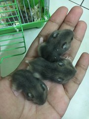 Grey  - Short Dwarf Hamster Hamster