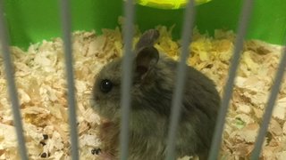 Grey  - Short Dwarf Hamster Hamster