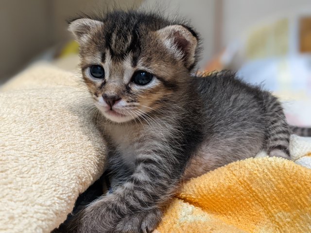 Cute Kitten - Domestic Short Hair Cat