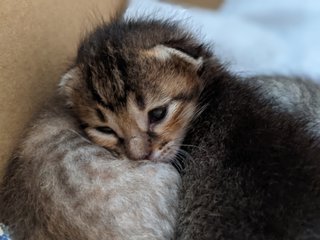 Cute Kitten - Domestic Short Hair Cat