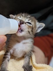 Cute Kitten - Domestic Short Hair Cat