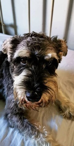 Apple - Schnauzer Dog