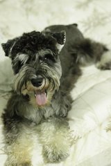 Apple - Schnauzer Dog