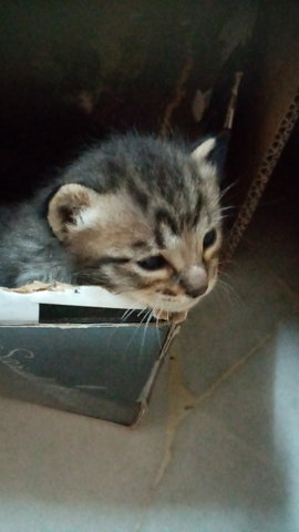 Kittens 3 Weeks - Domestic Short Hair Cat