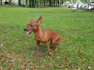 Minnie - Miniature Pinscher Dog