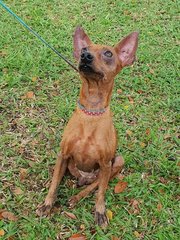 Minnie - Miniature Pinscher Dog