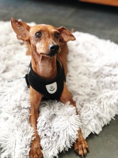 Minnie - Miniature Pinscher Dog