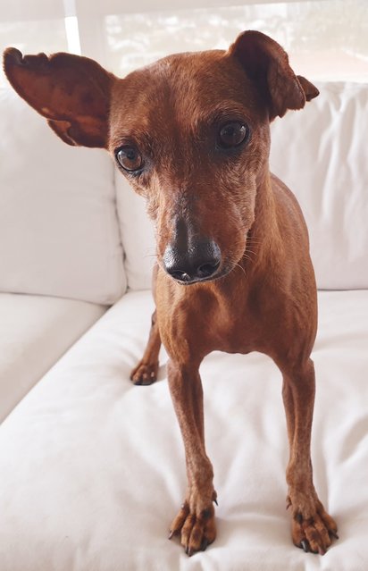 Minnie - Miniature Pinscher Dog