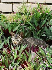 Mighty Grey - Domestic Short Hair + Tabby Cat