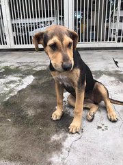 Black Black - Mixed Breed Dog