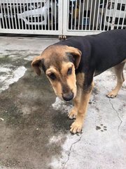 Black Black - Mixed Breed Dog