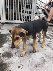 Black Black - Mixed Breed Dog