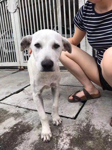 White White - Mixed Breed Dog