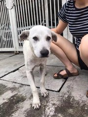 White White - Mixed Breed Dog