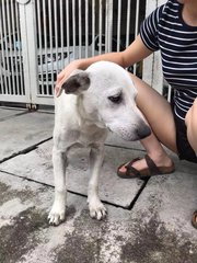 White White - Mixed Breed Dog