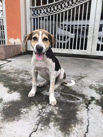 White Black - Mixed Breed Dog