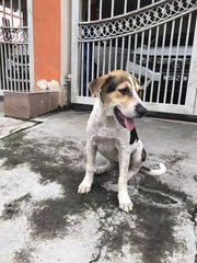 White Black - Mixed Breed Dog