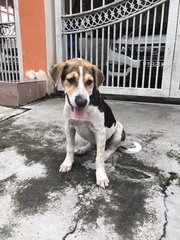 White Black - Mixed Breed Dog