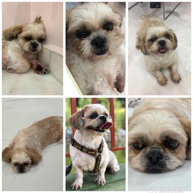 Momo - Shih Tzu Dog