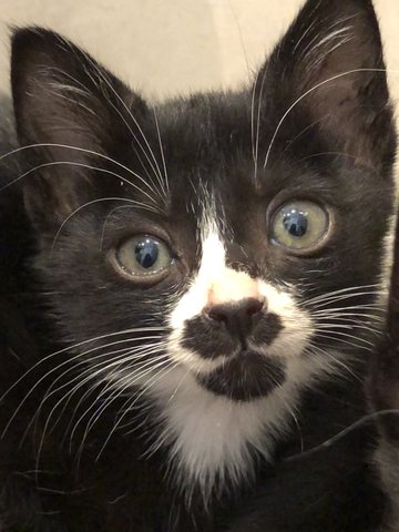 Ralph &quot;Ralphie&quot; Mustachio - Domestic Short Hair Cat