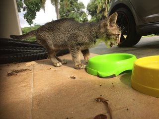 Gracie - Domestic Short Hair Cat