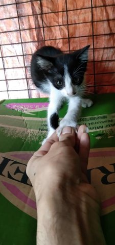 Oreo Onion (White With Black) - Domestic Short Hair Cat