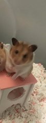 Nibbles - Syrian / Golden Hamster Hamster