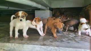 Stray Pupps For Adoption - Mixed Breed Dog