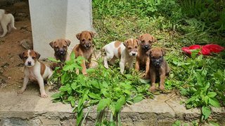 Stray Pupps For Adoption - Mixed Breed Dog