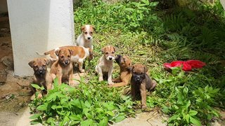 Stray Pupps For Adoption - Mixed Breed Dog