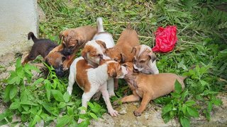 Stray Pupps For Adoption - Mixed Breed Dog