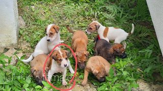 Stray Pupps For Adoption - Mixed Breed Dog