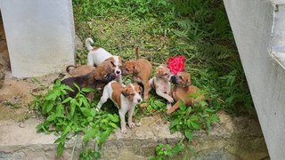 Stray Pupps For Adoption - Mixed Breed Dog