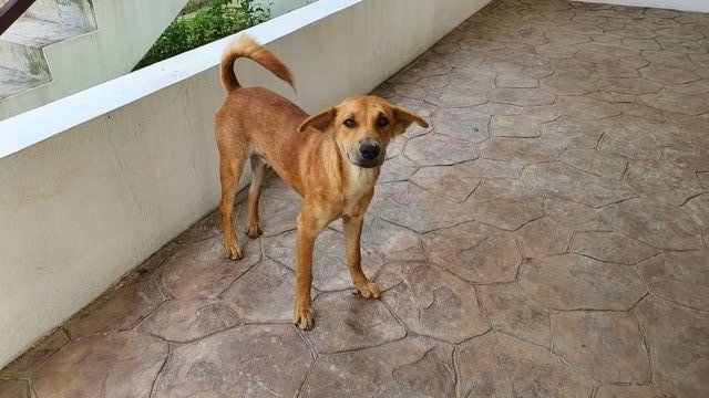 Stray Dog For Adoption - Mixed Breed Dog