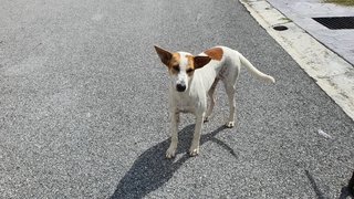 Stray Dog For Adoption - Mixed Breed Dog