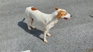 Stray Dog For Adoption - Mixed Breed Dog