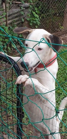 Baxter - Mixed Breed Dog