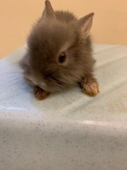 Angora Bunny Grey - Angora Rabbit Rabbit