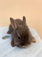 Angora Bunny Grey - Angora Rabbit Rabbit