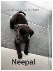 Neepal (Renamed:heyhey) - Black Mouth Cur Mix Dog