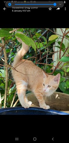 Gingerina  - Domestic Medium Hair Cat